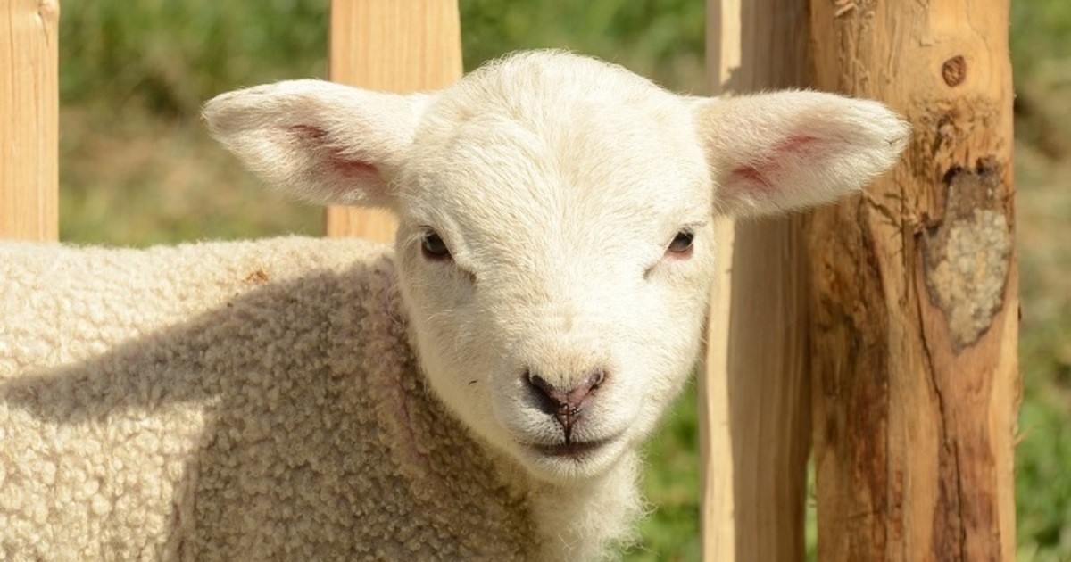 Spazierg-nger-finden-totes-Schaf-in-Donau-bei-Lengfeld