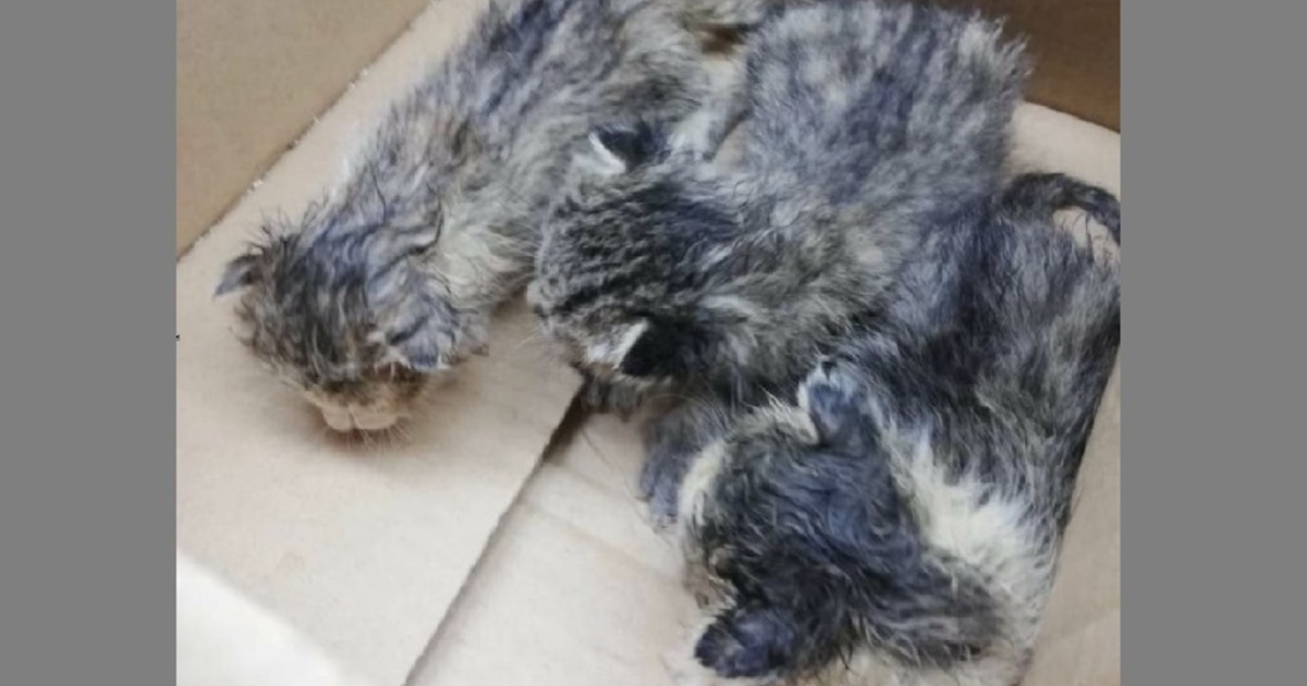 Regensburger-Feuerwehr-rettet-Katzen-aus-verrauchter-Wohnung