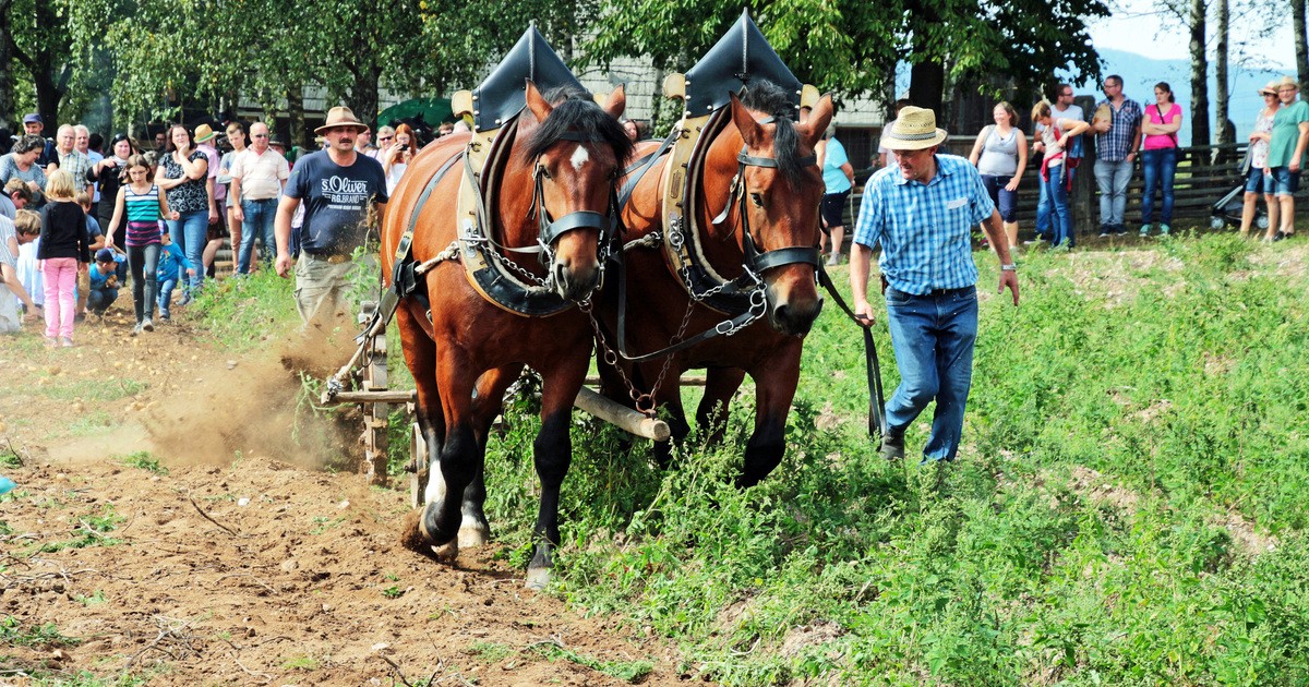 Freilandmuseum Neusath Perschen Programm