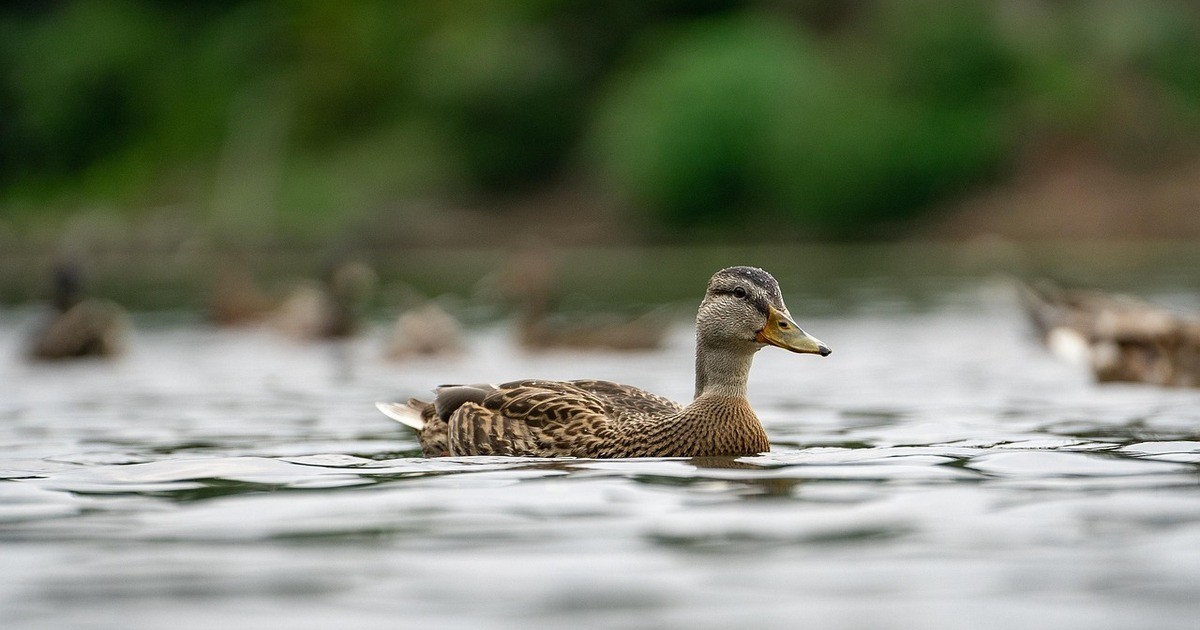 Regentalaue-Strenge-Kontrollen-der-Natursch-tzer-wegen-der-Vogelgrippe