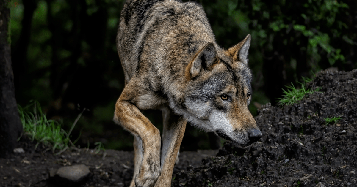 Landkreis-Cham-Gutachten-best-tigt-Totes-Wildtier-ist-ein-Wolf