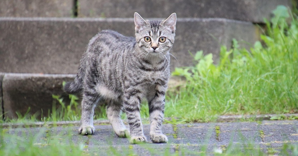 Schwandorf-Tierheim-verh-ngt-Aufnahmestopp-f-r-Katzen