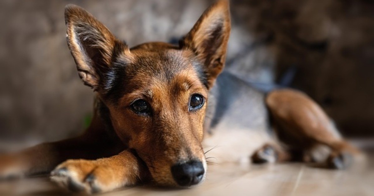 Adventswunder-auf-der-A93-entlaufener-Hund-bersteht-Unfall