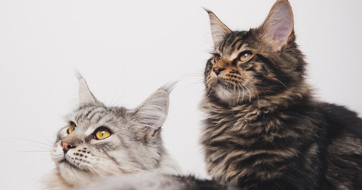 Schwandorf-Flohmarkt-im-Tierheim-am-07-Dezember