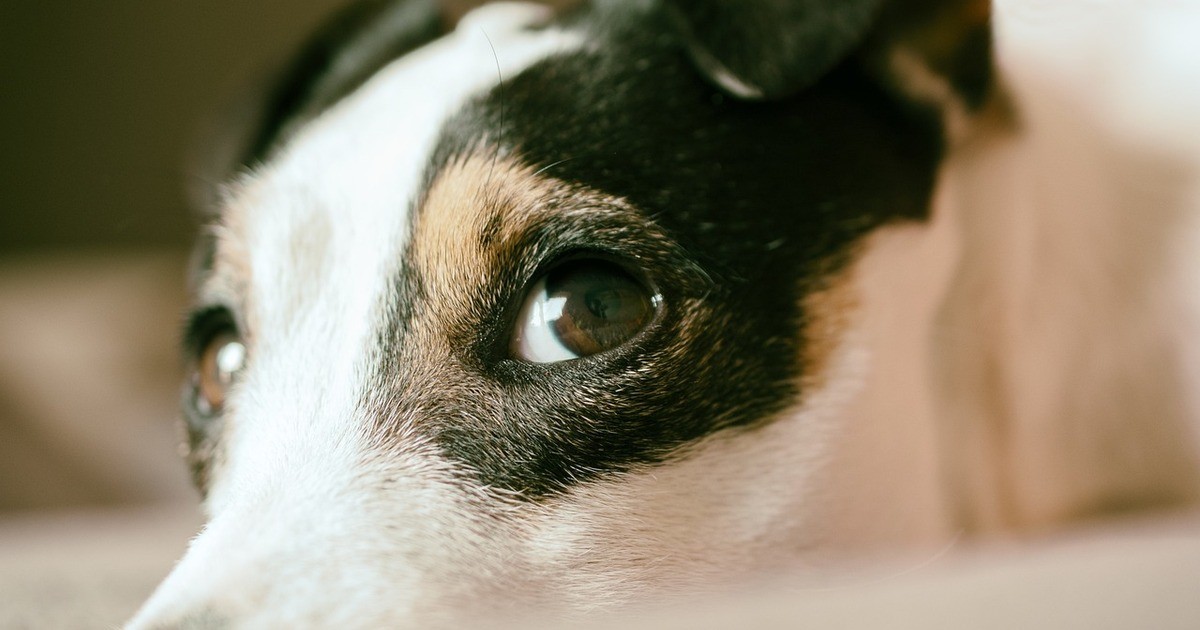 Wow-Effekt-Hunde-Casting-am-Theater-Regensburg