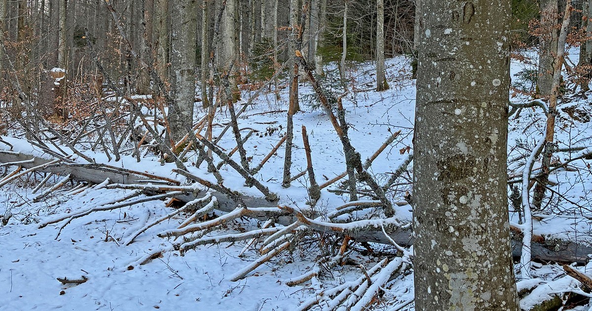 Weihnachtssturm-hinterl-sst-Spuren-im-Bayerischen-Wald