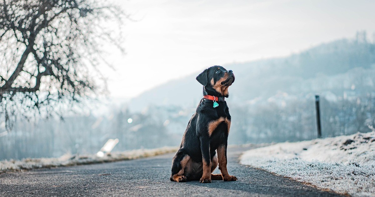Hund-rei-t-Rehkitz-in-Regensburg-Polizei-sucht-Zeugen