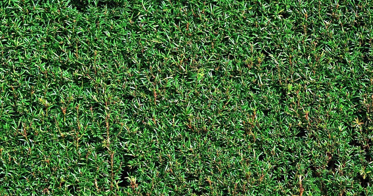 Alte-Eiben-Hecke-auf-Friedhof-in-Regensburg-kommt-weg