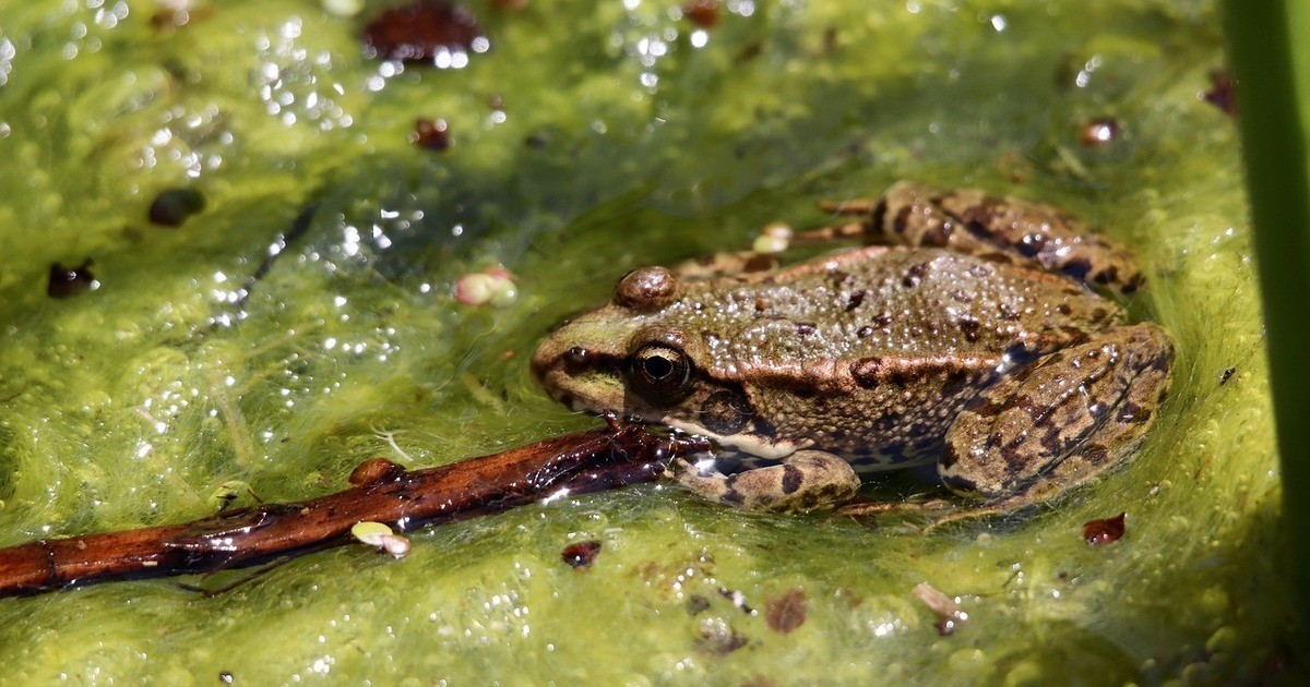 Einladung-an-Naturfreunde-Jahresauftakt-Treffen-der-Kreisgruppe-Regensburg-vom-BUND-Naturschutz
