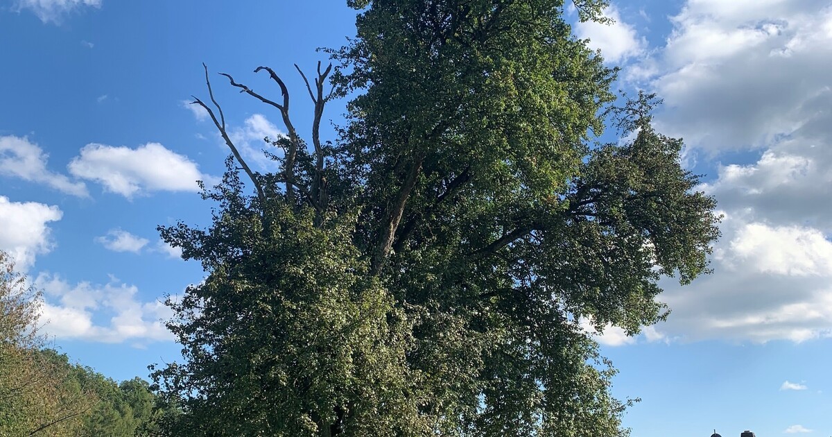 Landkreis-Cham-M-chtigster-Birnbaum-der-Oberpfalz-steht-in-Freundelsdorf