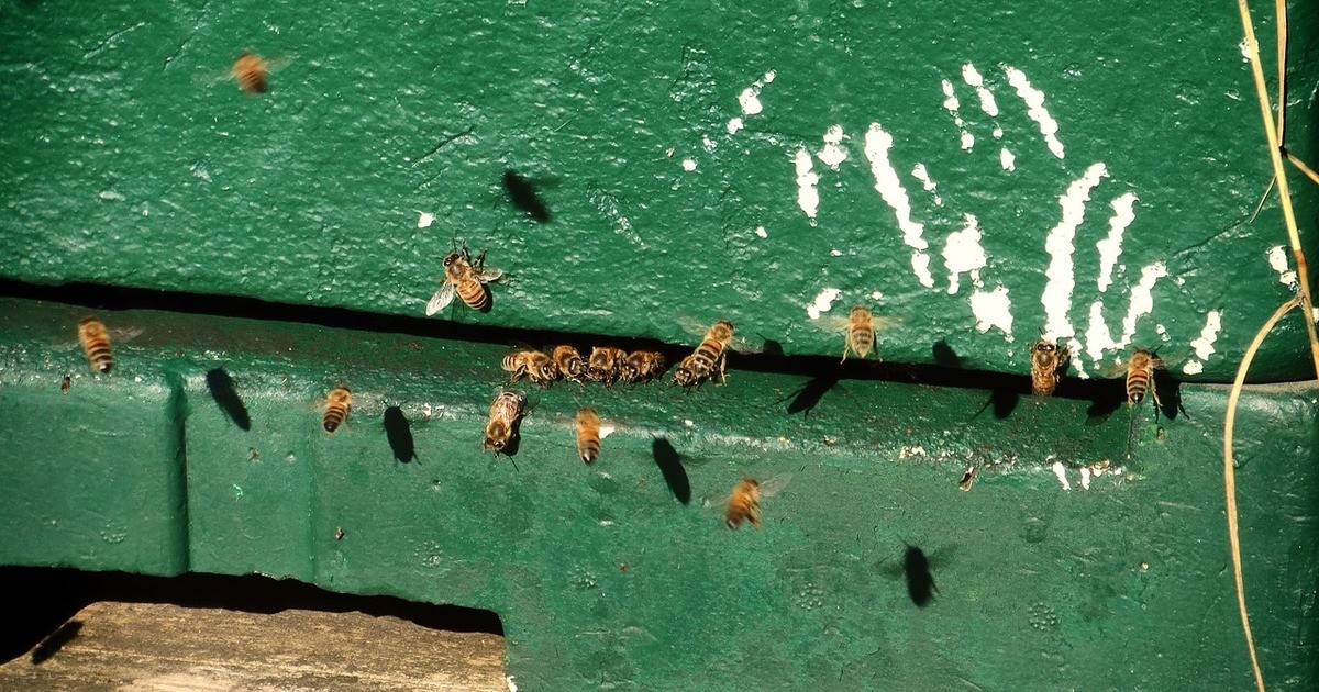 Oberviechtach-Sch-sse-auf-Bienenk-sten-in-Pullenried