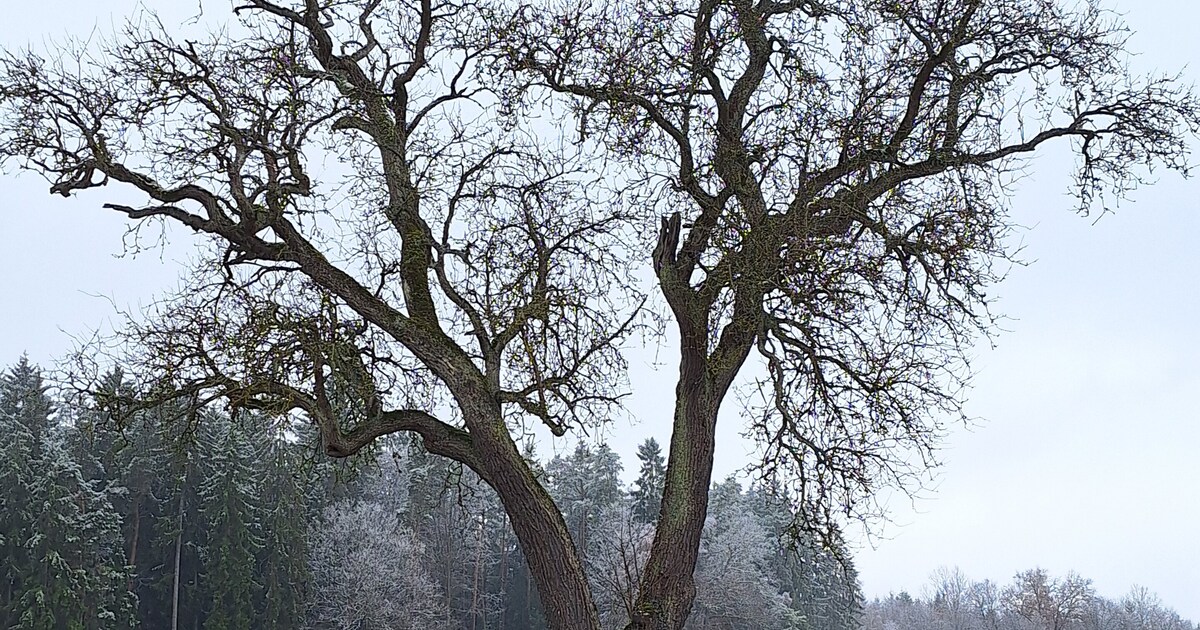 Der-gr-te-Birnbaum-im-Landkreis-Regensburg-w-chst-in-Kirchhof-bei-Brunn