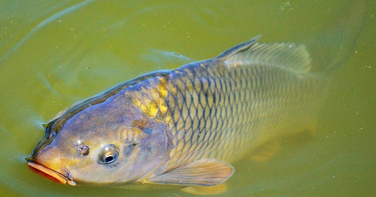 Neutraublinger-Anglerverein-versenkt-f-r-Fische-alte-Weihnachtsb-ume-in-See