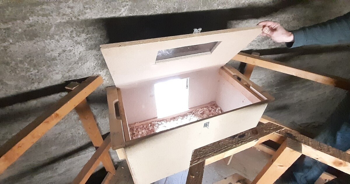 Neuer-Wanderfalken-Horst-auf-Dachboden-in-Kirche-in-Neutraubling