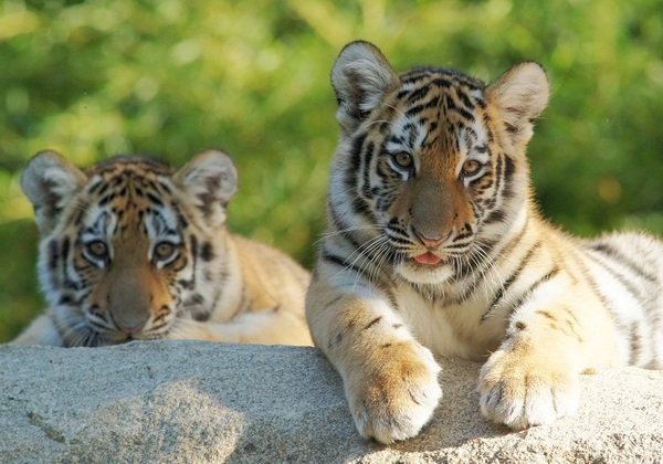 &copy; Michaela Gauderer, Tiergarten Straubing