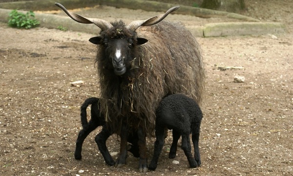 &copy; Tiergarten Straubing