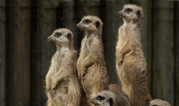 &copy; Tiergarten Straubing