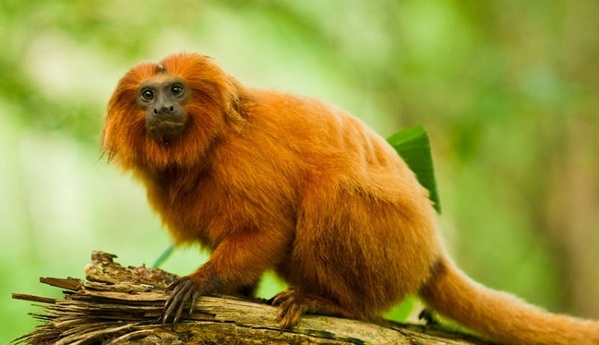 &copy; Gauderer/Tiergarten Straubing