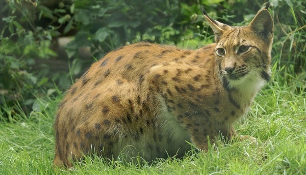 &copy; Tiergarten-Straubing