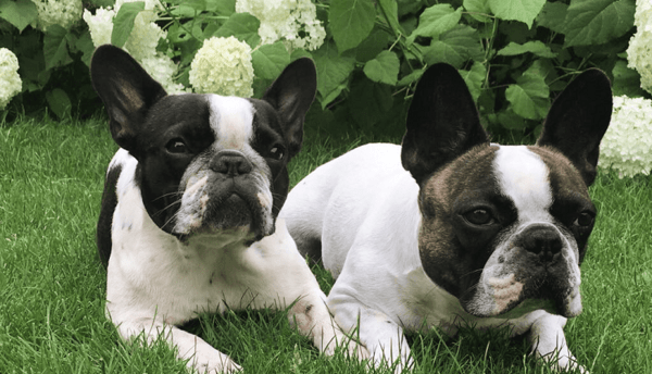 &copy; Christiane Tauber; Bulldoggen Feli und Penny