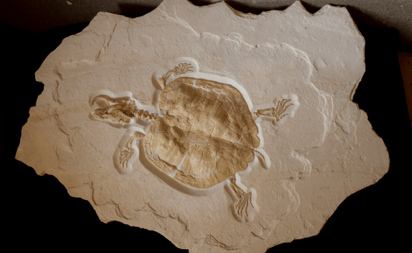 &copy; Raimund Albersd&ouml;rfer / Dinosaurier Museum Altm&uuml;hltal