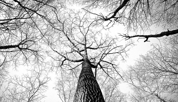 &copy; Ryan McGuire/ Pixabay