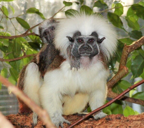 Tiergarten Straubing, &copy; Tiergarten Straubing