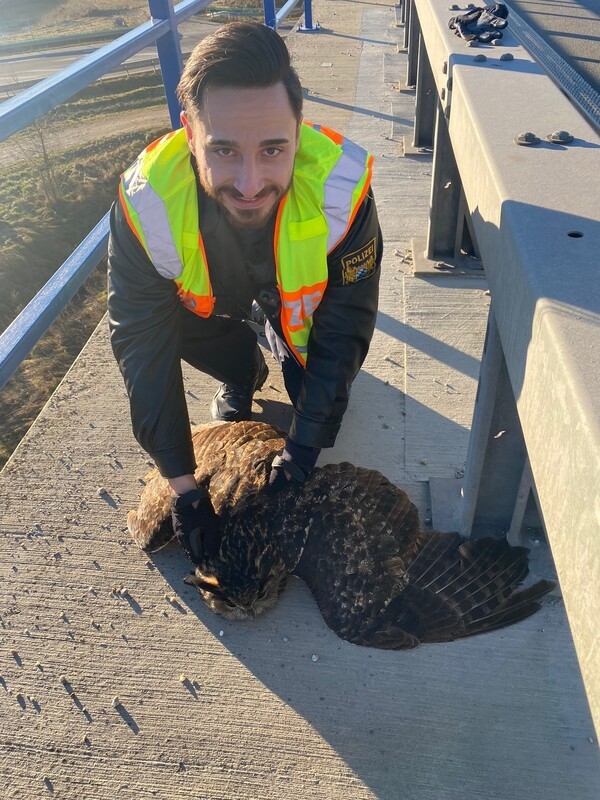 &copy; PM Manuel Obermeier von der Autobahnpolizeistation W&ouml;rth an der Isar h&auml;lt den verletzen Uhu bis zum Eintreffen des Greifvogelbeauftragten fest. Bild: Autobahnpolizeistation W&ouml;rth/Isar