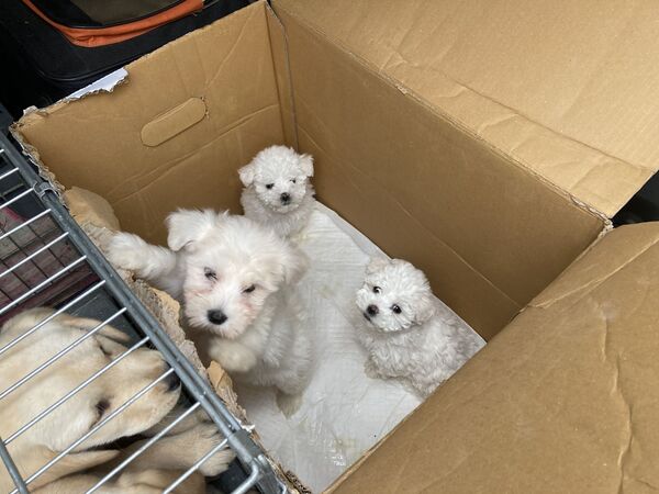 &copy; Grenzpolizei Furth im Wald