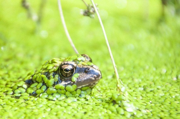 &copy; Symbolbild "Frosch in Wasserlinsen": pixabay