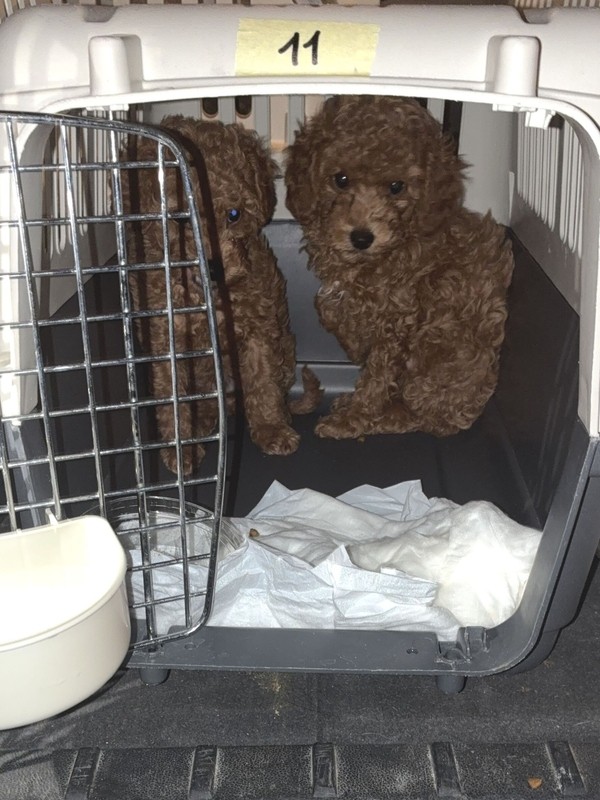 &copy; Polizei Schwandorf