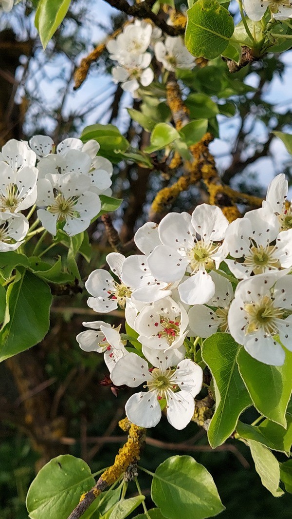 &copy; Josef Wittmann