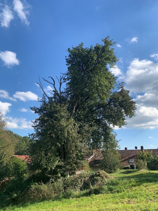&copy; Birnbaum in Freundelsdorf; Regierung der Oberpfalz