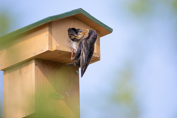 &copy; Erich Obster, LBV Bildarchiv