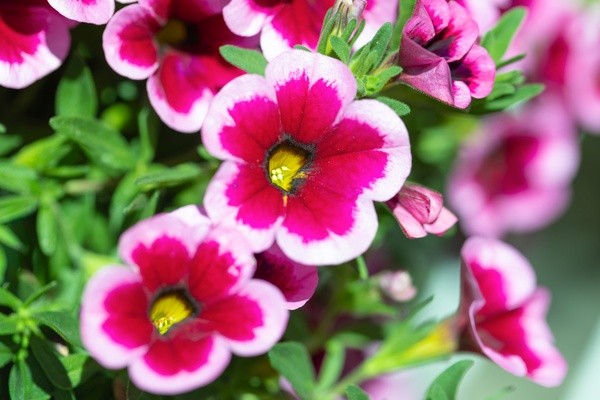 &copy; Carola Thieme