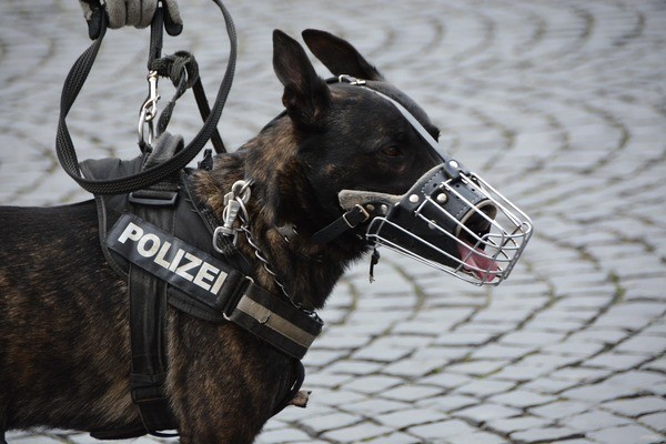 Polizeihund, &copy; Bild: Pixabay