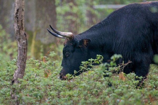 &copy; Weiblicher Auerochse; Wild- und Freizeitpark H&ouml;llohe