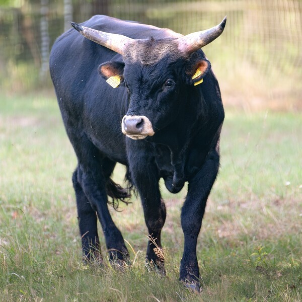 &copy; Neuzugang Stier Sonic; Wild- und Freizeitpark H&ouml;llohe